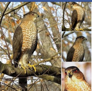 Coopers Hawk, February 25, 2015