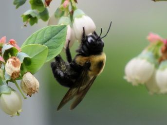 Bee collecting pollen