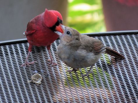 Father Cardinal Feeding Baby